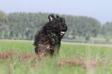 BOUVIER DES FLANDRES 085